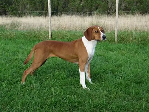 Udhëzues Hygenhund Dog Breed: Info, Foto, Care & Më shumë