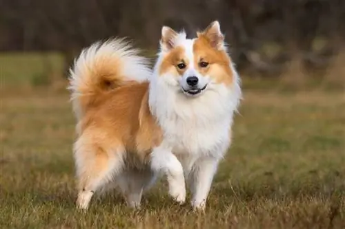 Panduan Baka Anjing Gembala Iceland: Maklumat, Gambar, Penjagaan & Lagi