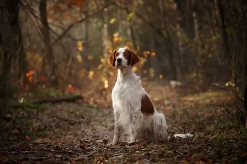 Իռլանդական կարմիր և սպիտակ սեթեր շների ցեղատեսակ. նկարներ, ուղեցույց, տեղեկատվություն, խնամք & Ավելին