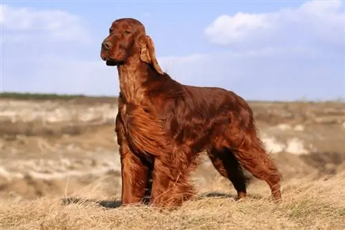 Irish Setter Dog Breed Guide: Impormasyon, Mga Larawan, Pangangalaga & Higit Pa