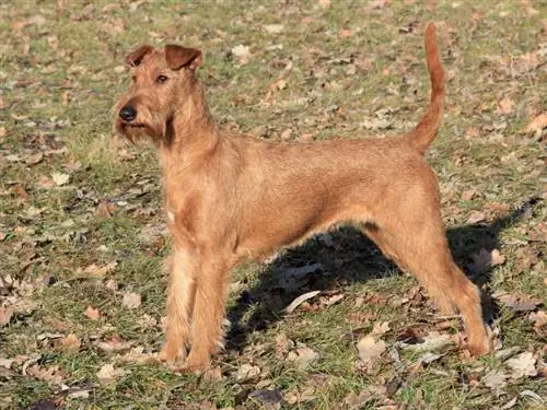 Irish Terrier Dog Breed Guide: Impormasyon, Mga Larawan, Pangangalaga & Higit Pa