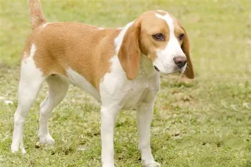 Guida alle razze di cani da caccia istriani a pelo corto: immagini, informazioni, cure, & Altro