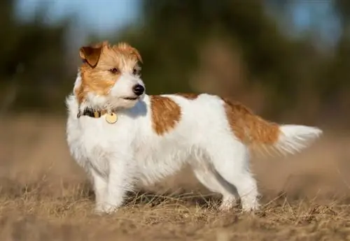 Jack Russell Terrier Dog Breed: ข้อมูล, รูปภาพ, การดูแล & เพิ่มเติม