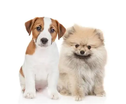 Руководство по породе собак Jack-A-Ranian: информация, изображения, уход & Еще