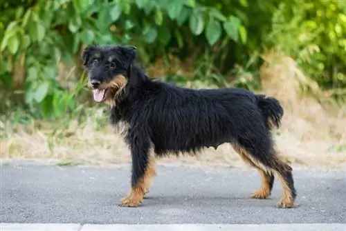 Jagdterrier Dog Breed Guide. Info, Pictures, Care & Ավելին