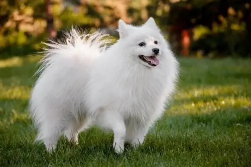 Panduan Baka Anjing Spitz Jepun: Maklumat, Gambar, Penjagaan & Lagi