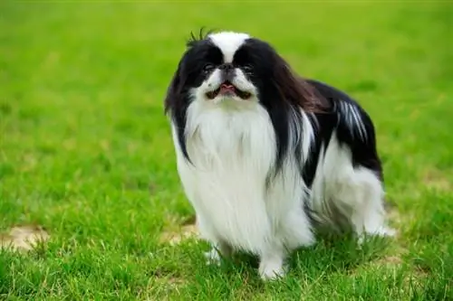 Japanese Chin Dog Breed Guide: Info, Pictures, Care & Mais