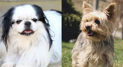 Jarkie (Japanese Chin & Yorkie) Dog Breed: Pictures, Guide, Info, Care & More