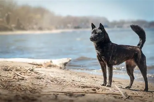 Kai Ken kutyafajta útmutató: Info, képek, gondozás & Tovább