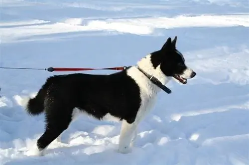 Guide de race de chien d'ours carélien : informations, photos, soins & Plus