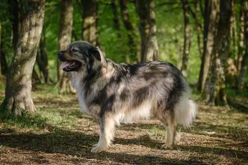 Karst Shepherd Dog Breed Guide: Impormasyon, Mga Larawan, Pangangalaga & Higit Pa