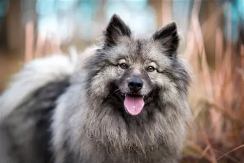Keeshond Dog Breed Guide: Info, Pictures, Care & Plus