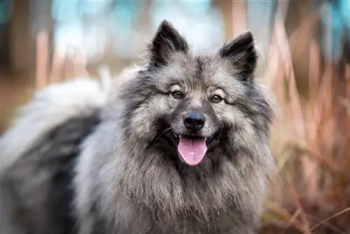 Keeshond Dog Breed Guide: Info, Gambar, Perawatan & Lebih Lanjut