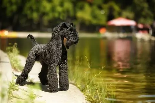 Kerry Blue Terrier Dog Breed Guide: Info, Pictures, Care & მეტი