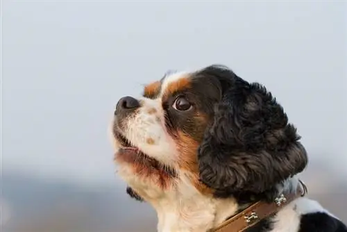 King Charles Yorkie Dog Breed Guide: სურათები, ინფორმაცია, მოვლა & მეტი