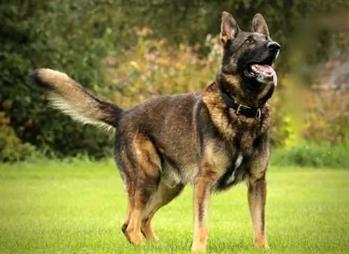 King Shepherd Dog Rasguide: Info, bilder, skötsel & Mer