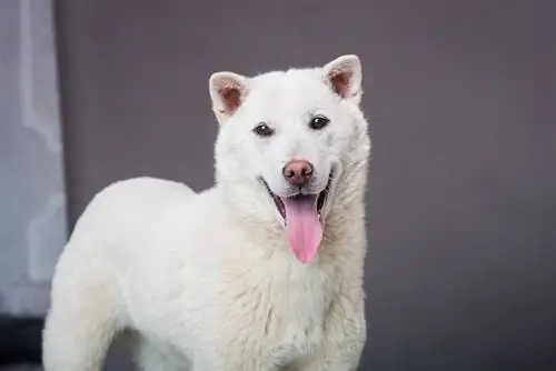 Kishu Ken hondenrasgids: info, afbeeldingen, verzorging & Meer