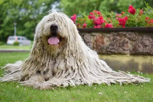 Komondor Przewodnik po rasach psów: informacje, zdjęcia, pielęgnacja & Więcej