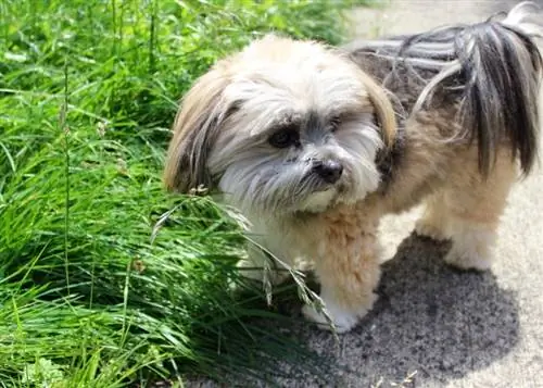 La-Pom (Lhasa Apso & Pomeranian Mix) Dog Breed: Pictures, Info, Care & Ավելին
