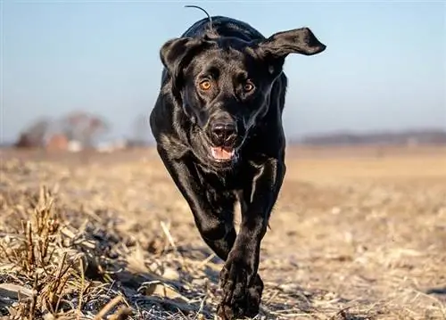 Lab rotveilerių mišrių šunų veislės vadovas: informacija, nuotraukos, priežiūra & Daugiau