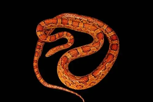 Okeetee Corn Snake: Mga Katotohanan, Impormasyon & Gabay sa Pangangalaga (may mga Larawan)