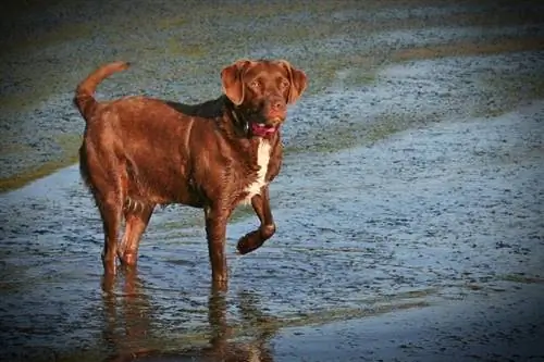 Labany Dog Breed Guide: informazioni, immagini, cura & Altro