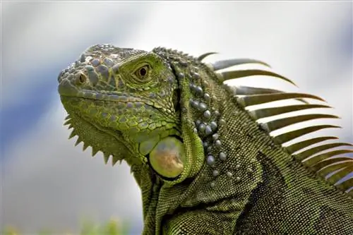 Green Iguana: Gabay sa Pangangalaga, Varieties, Lifespan & Higit Pa (May Mga Larawan)