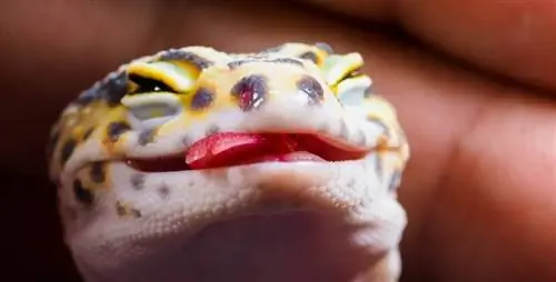 Cum să-ți dai seama dacă gecko-ul tău leopard moare: 5 semne de căutat