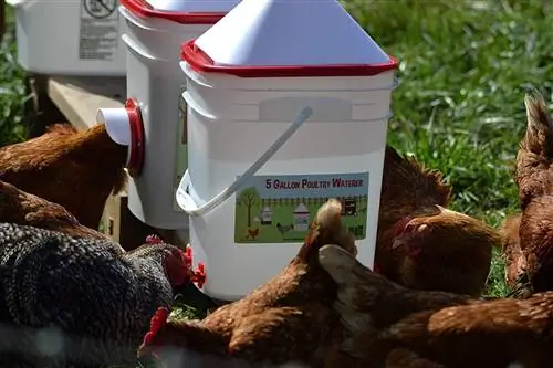 10 najboljih pojilica za kokoši u dvorištu u 2023. – Recenzije & Najbolji izbor