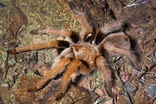 Аризонска руса пустинна тарантула: лист за грижа, продължителност на живота & Повече