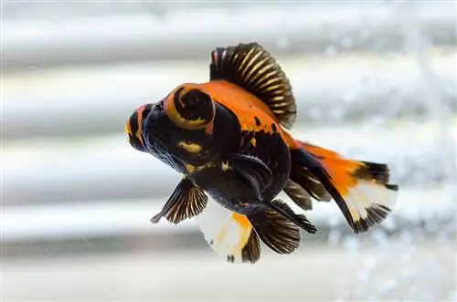 דג זהב פרפר: מדריך טיפול, זנים, תוחלת חיים & עוד (עם תמונות)