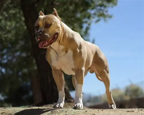 American Pit Bull Terrier Hundras: Bilder, info, skötselguide & Egenskaper