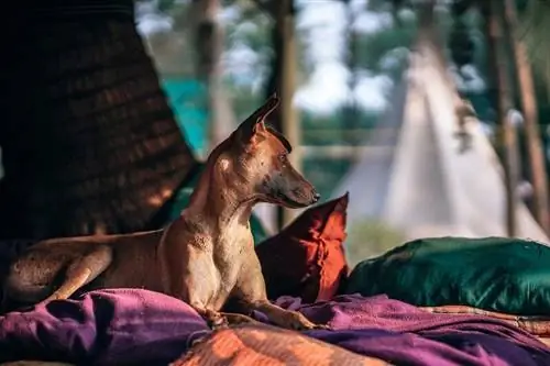 Els 10 millors llits per a gossos a l'aire lliure el 2023: ressenyes & millors opcions