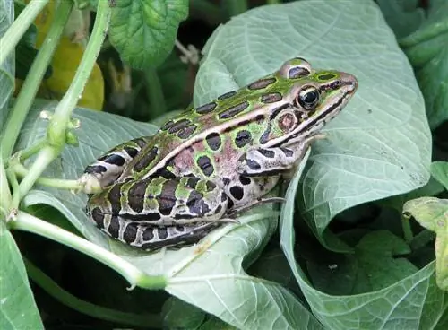 Leopard Frog: دليل العناية ، صور ، متنوعة ، & المزيد