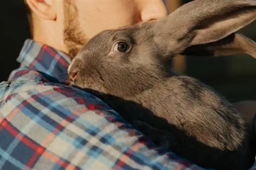 Os coelhos sabem quando seus donos estão tristes? O que a ciência diz