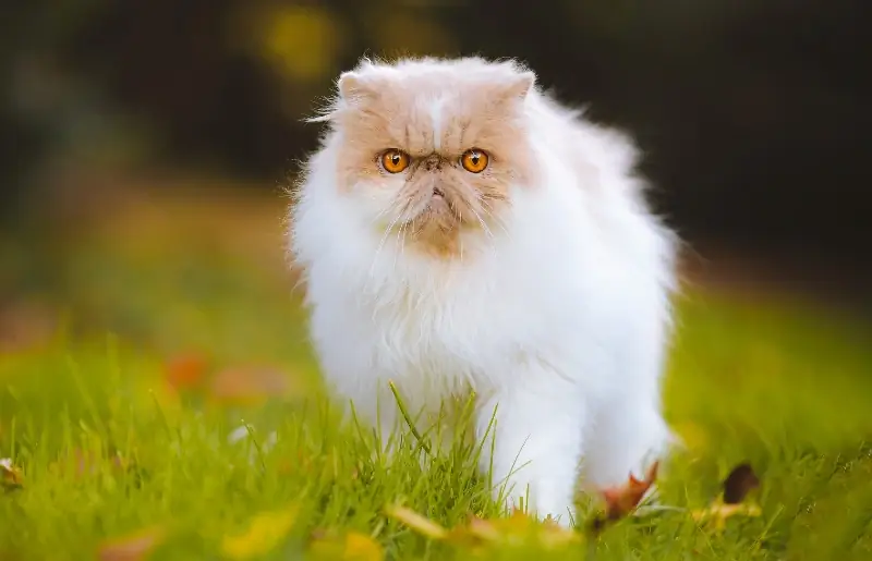 De quelle race est Snowball le chat des Simpson ? Faits & FAQ