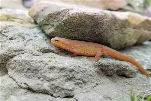 Oosterse salamander: variëteiten, afbeeldingen, levensduur & Meer (met afbeeldingen)
