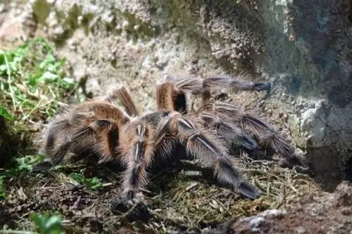 ছবি