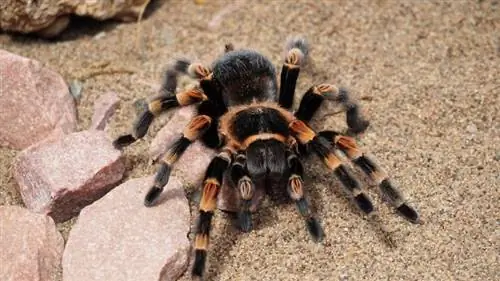 Paano Alagaan ang Pet Tarantula: Care Sheet & Guide 2023