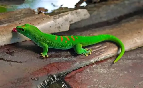 Giant Day Gecko: Gambar, Lembar Perawatan, Masa Hidup & Lainnya