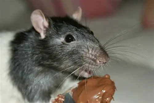 Mogu li miševi jesti puter od kikirikija? Šta treba da znate
