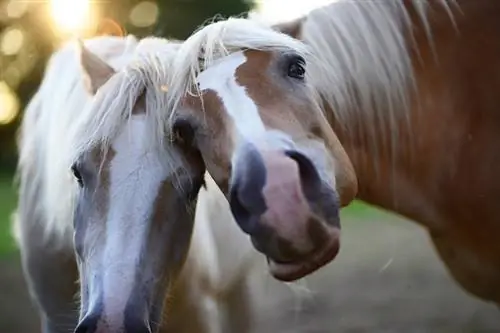 Kas hobune võib oksendada? Ei. Siin on põhjus! Hobuste faktid & KKK