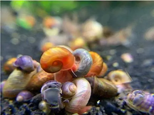 Ramshorn Snails የመስመር ላይ ግብይት መመሪያ፡ ሰማያዊ፣ ቡናማ፣ ሮዝ & ተጨማሪ