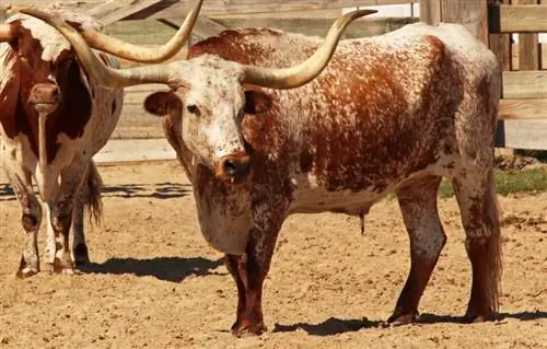 5 типов пород крупного рогатого скота породы лонгхорн: обзор (с иллюстрациями)