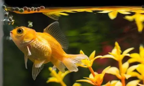 Najbolja zdrava dijeta za zlatne ribice: Hranjenje & Nutricionistički vodič 2023