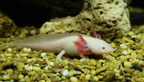Vad äter Axolotls i naturen och som husdjur? Komplett guide