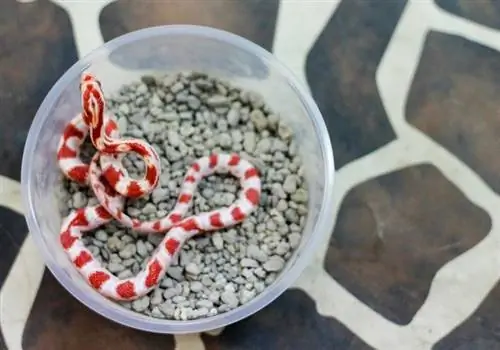 Candy Cane Corn Snake: Fakty, informacje & Instrukcja pielęgnacji (ze zdjęciami)