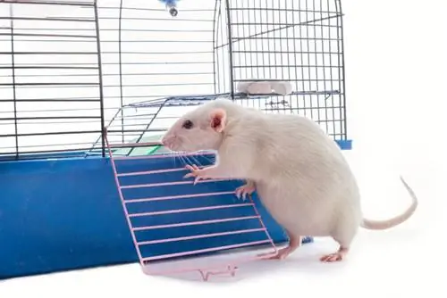 So erkennen Sie, ob eine Ratte schwanger ist: 8 vom Tierarzt anerkannte Anzeichen, auf die Sie achten sollten