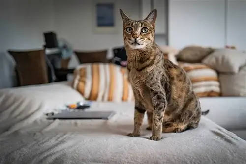 F6 Savannah Cat: Fakta, původ & Historie (s obrázky)