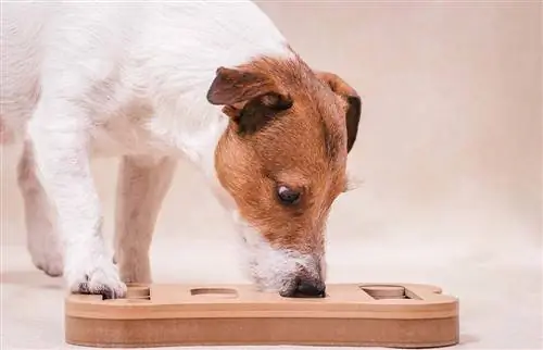10 Mainan Anjing Terbaik untuk Kebosanan pada 2023: Ulasan & Pilihan Teratas